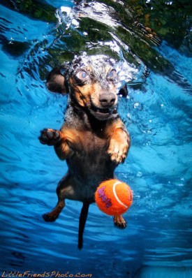 underwater-photos-of-dogs-seth-casteel-1